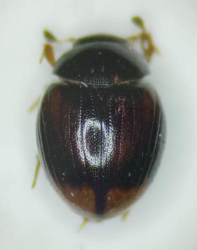 Réf. 334 349 : Pachysternum capense